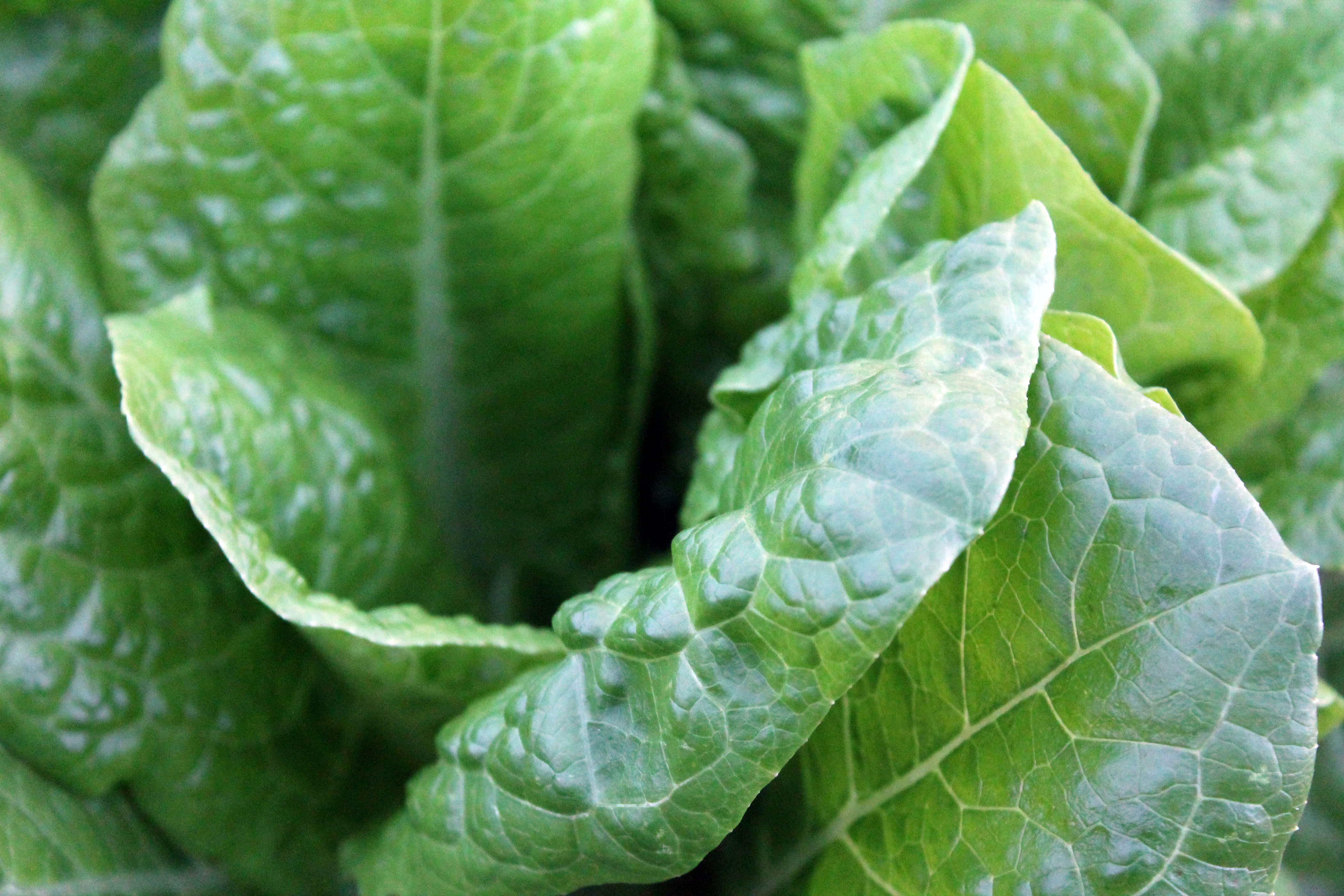 Close-up photo of green lettuce. Photo: Alfonso Cenname / Unsplash.