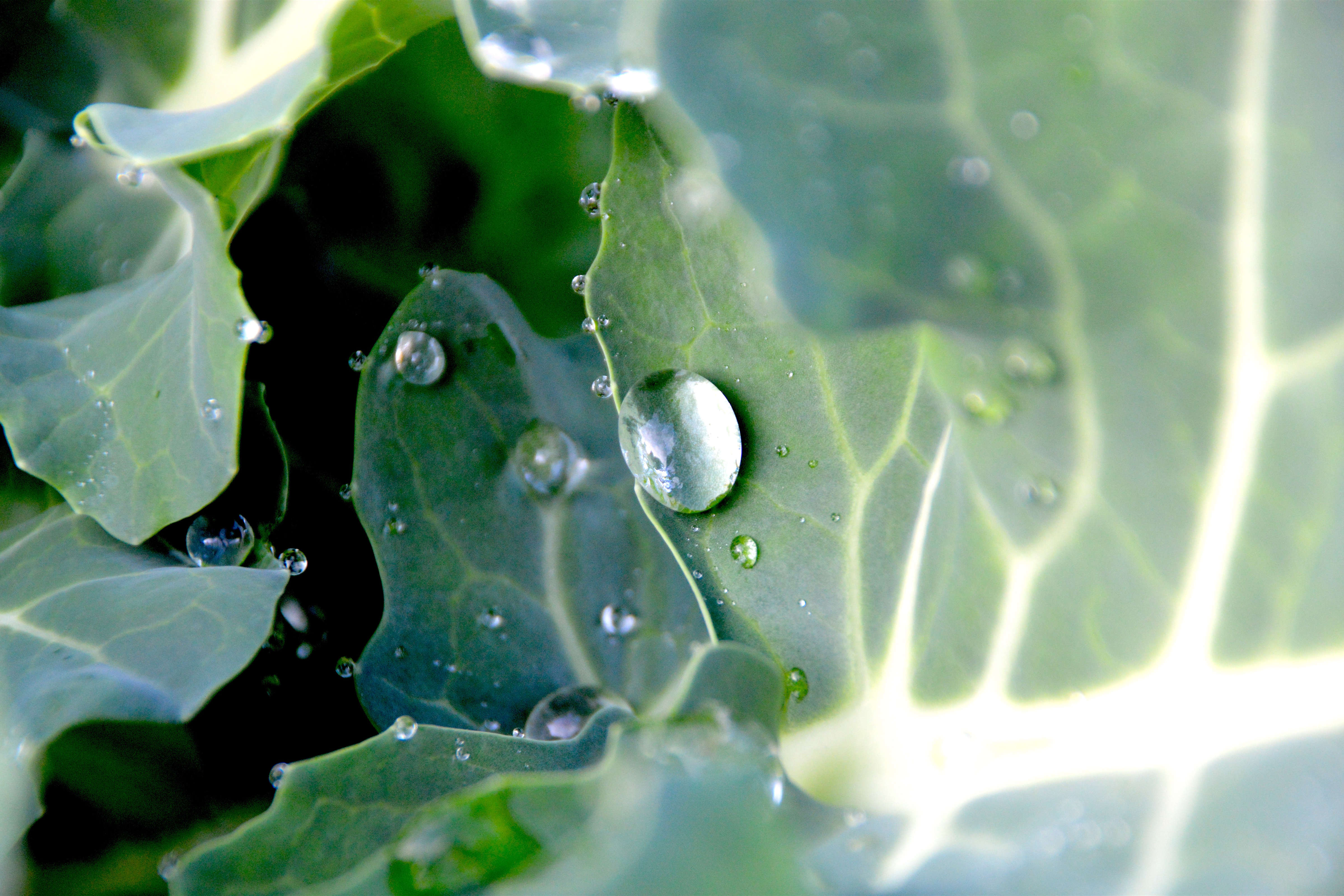 Close-up of water droplets on green leaves. Photo: Theodore K / Pexels.
